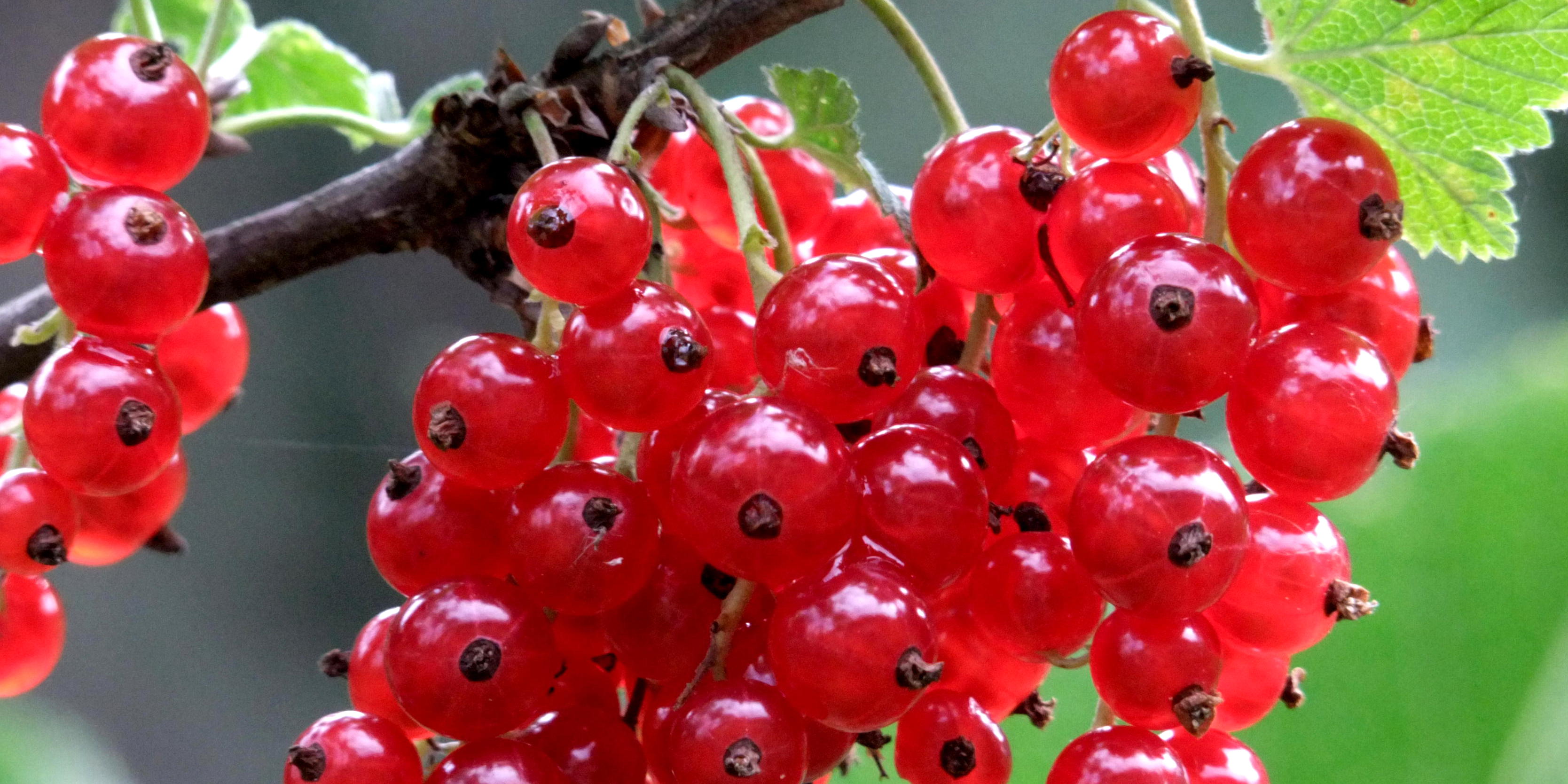 Obstgehölze - Baumschule Baumgartner